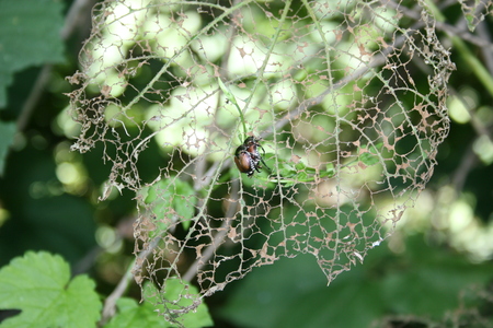 fotografija: DISAFA, Univerza v Torinu